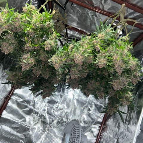 Sour diésel  growlog timeline photo