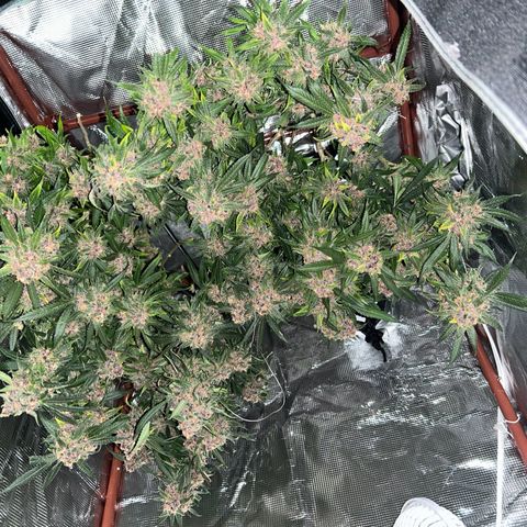 Sour diésel  growlog timeline photo