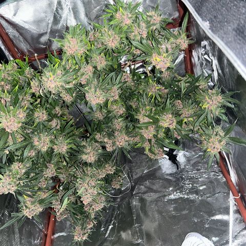 Sour diésel  growlog timeline photo