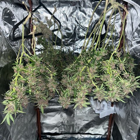 Sour diésel  growlog timeline photo