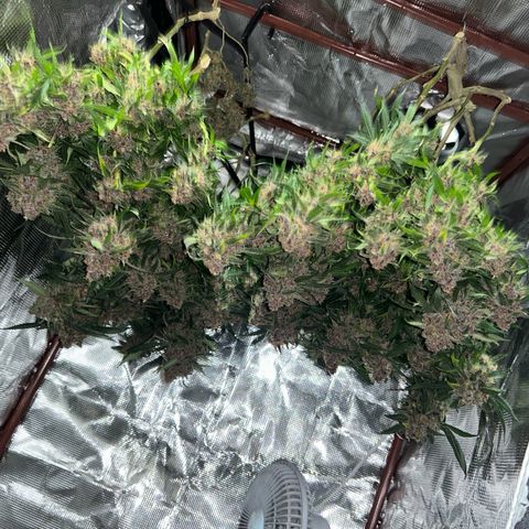 Sour diésel  growlog timeline photo