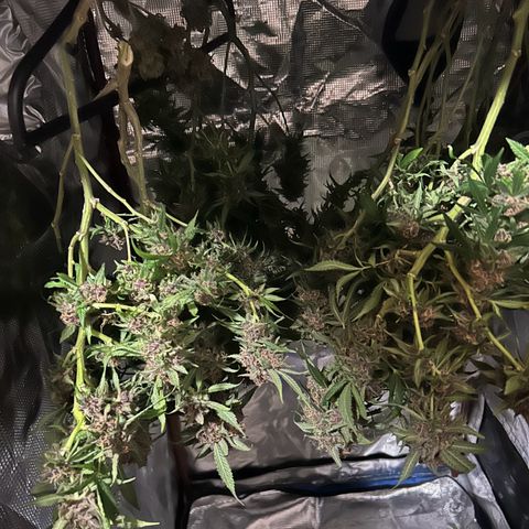 Sour diésel  growlog timeline photo