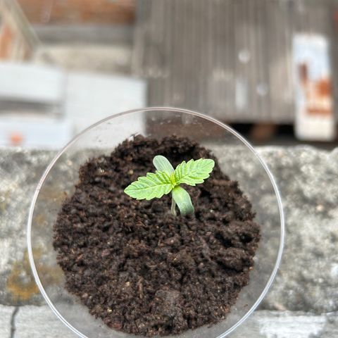 Double Burger   growlog timeline photo