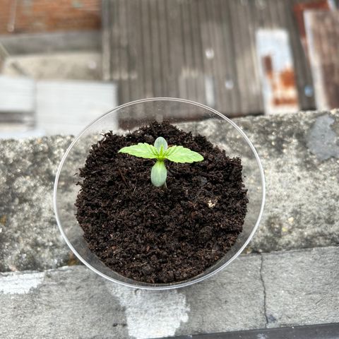 Gary’s cream  growlog timeline photo
