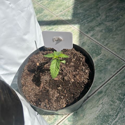 Double Burger   growlog timeline photo