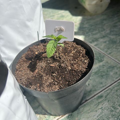 Double Burger   growlog timeline photo