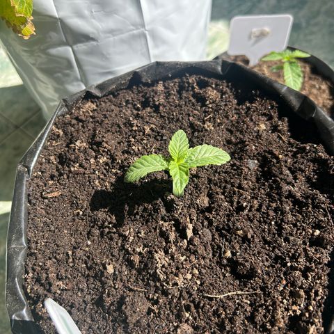 Gary’s cream  growlog timeline photo