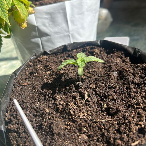 Gary’s cream  growlog timeline photo