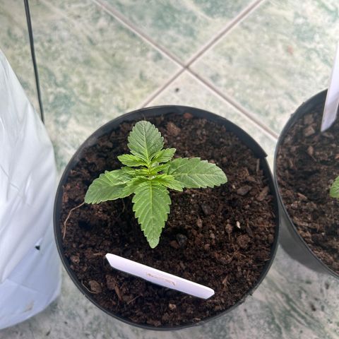 Double Burger   growlog timeline photo