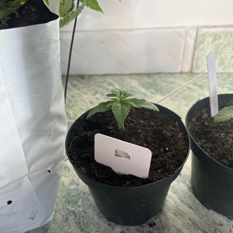 Double Burger   growlog timeline photo