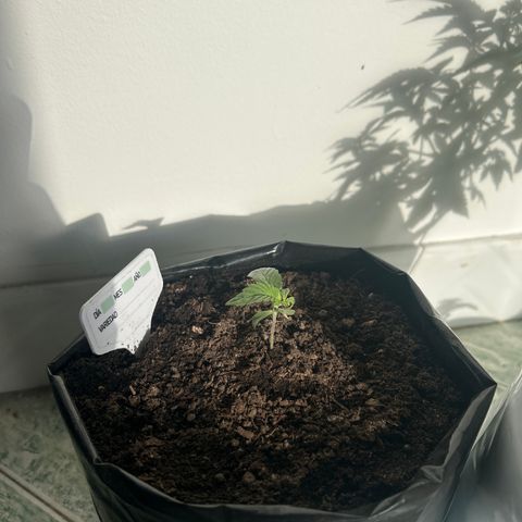 Gary’s cream  growlog timeline photo