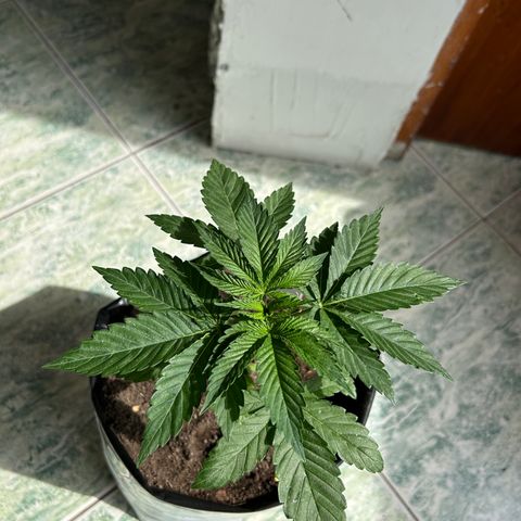 Double Burger   growlog timeline photo
