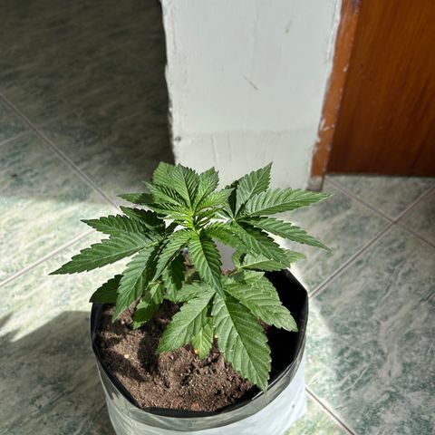 Double Burger   growlog timeline photo