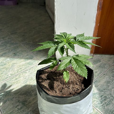Double Burger   growlog timeline photo