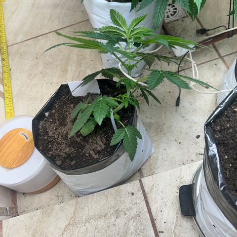 Double Burger   growlog timeline photo