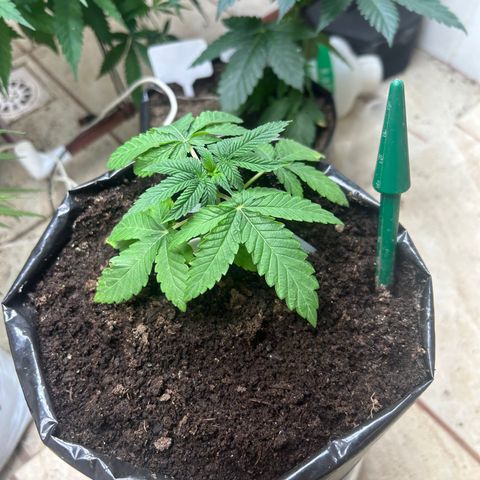 Gary’s cream  growlog timeline photo