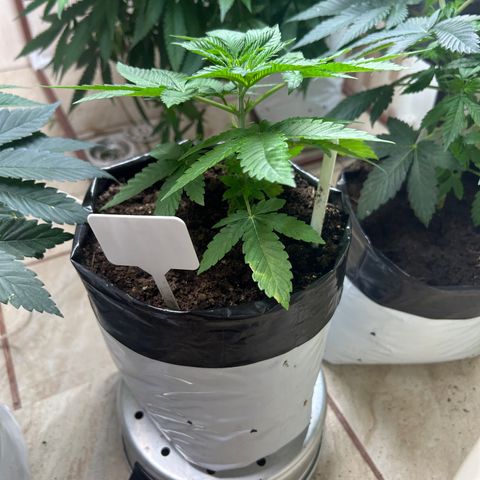 Gary’s cream  growlog timeline photo