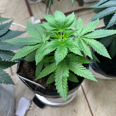 Gary’s cream  growlog timeline photo