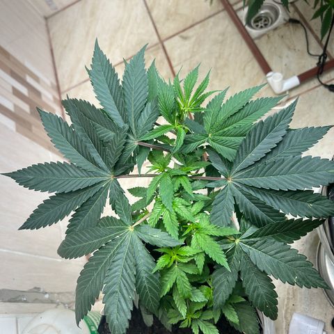 Double Burger   growlog timeline photo