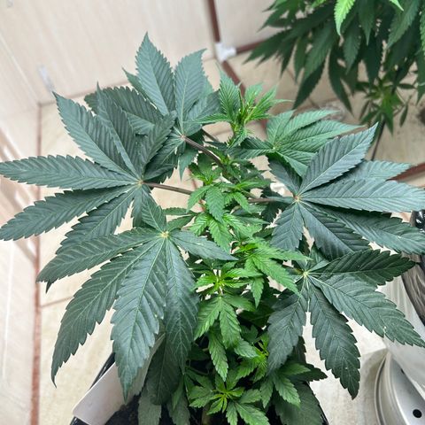 Double Burger   growlog timeline photo