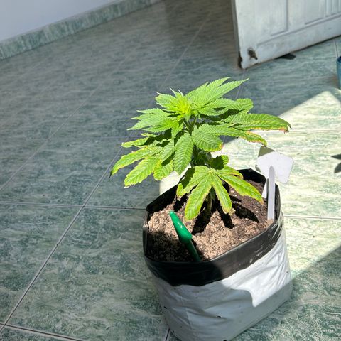 Gary’s cream  growlog timeline photo