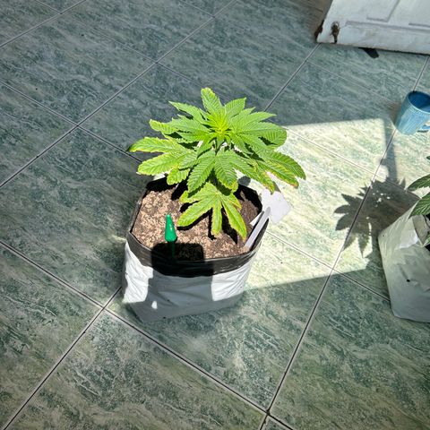 Gary’s cream  growlog timeline photo