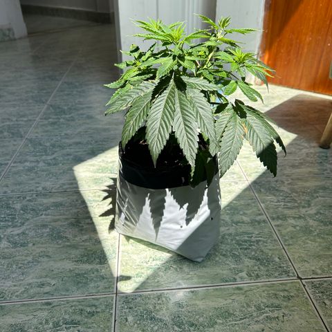 Double Burger   growlog timeline photo