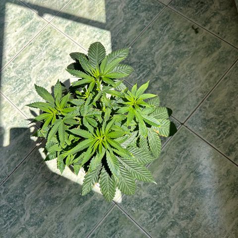 Double Burger   growlog timeline photo