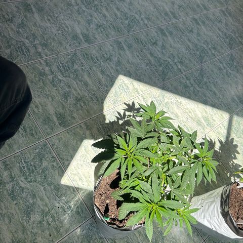 Double Burger   growlog timeline photo