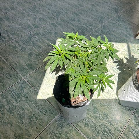 Double Burger   growlog timeline photo