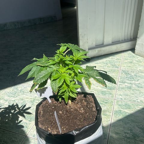Gary’s cream  growlog timeline photo