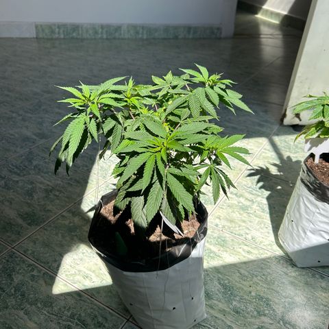 Double Burger   growlog timeline photo