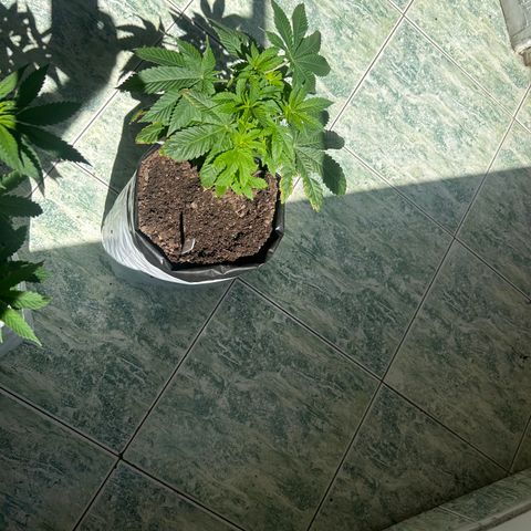 Gary’s cream  growlog timeline photo