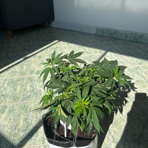 Double Burger   growlog timeline photo