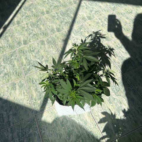 Double Burger   growlog timeline photo