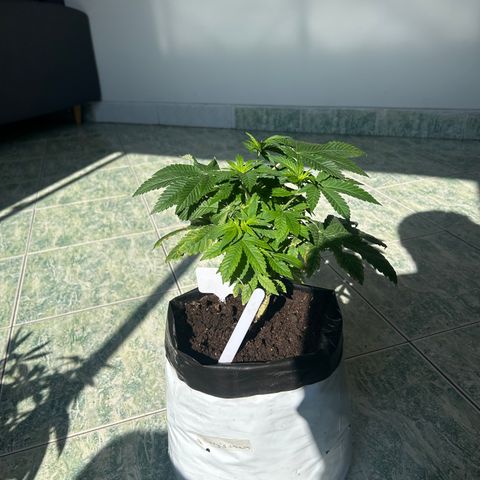 Gary’s cream  growlog timeline photo