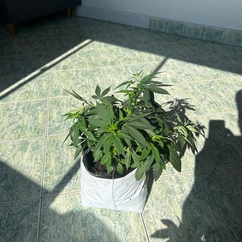 Double Burger   growlog timeline photo