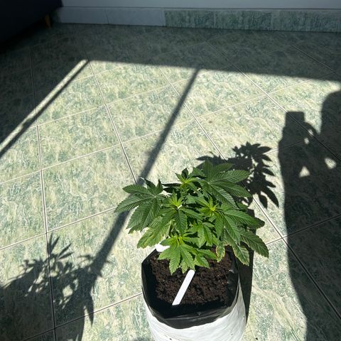 Gary’s cream  growlog timeline photo
