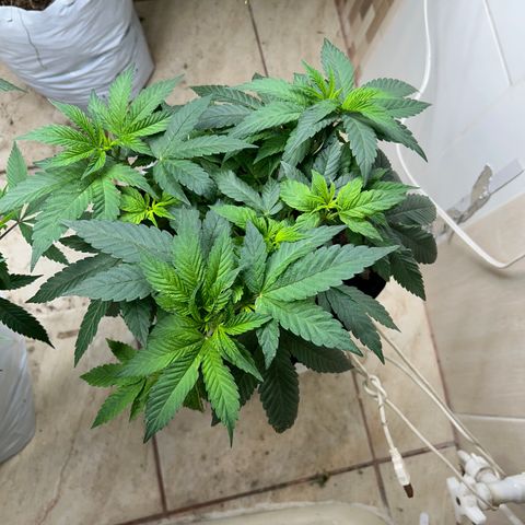 Gary’s cream  growlog timeline photo
