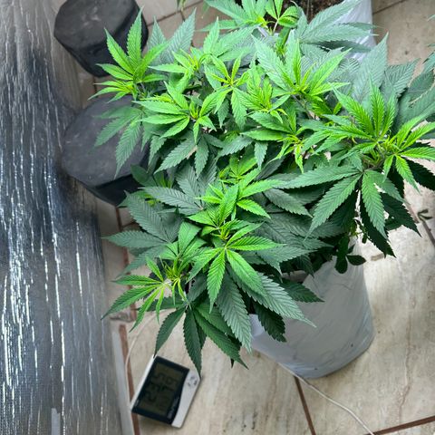 Double Burger   growlog timeline photo