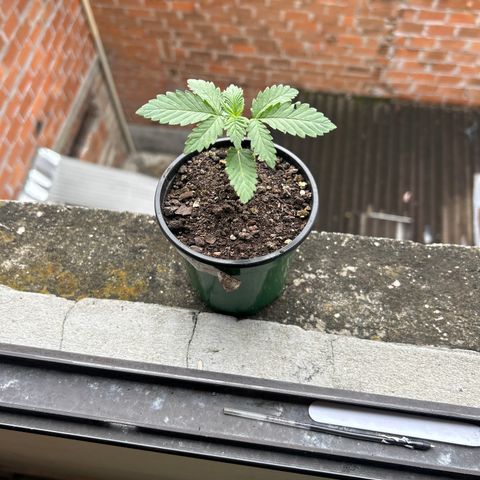 Cherry pie #2 growlog timeline photo