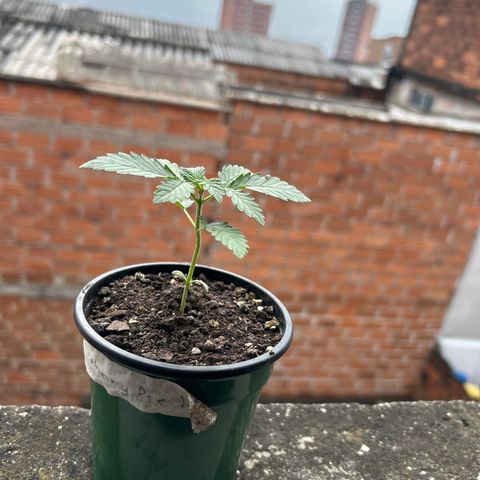 Cherry pie #2 growlog timeline photo
