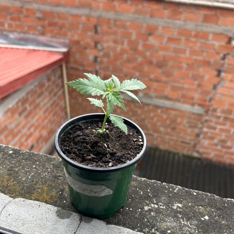 Gorilla glúe growlog timeline photo
