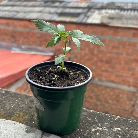 Gorilla glúe growlog timeline photo