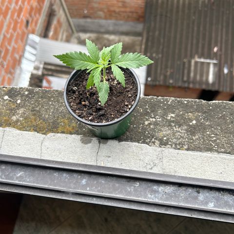 Gorilla glúe growlog timeline photo