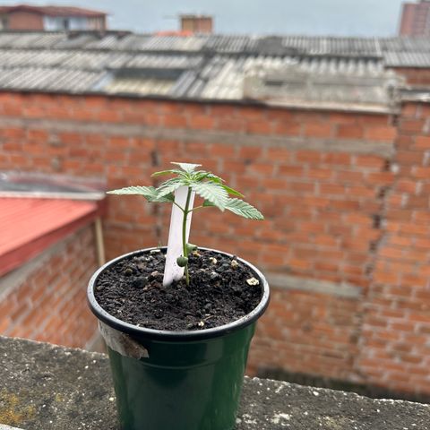 Cherry pie #1 growlog timeline photo