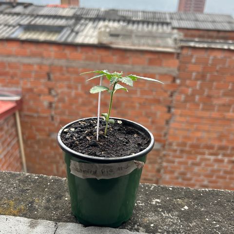 Cherry pie #1 growlog timeline photo
