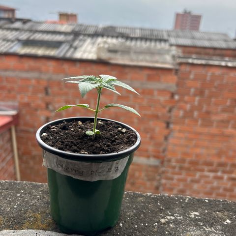 Cherry pie #1 growlog timeline photo