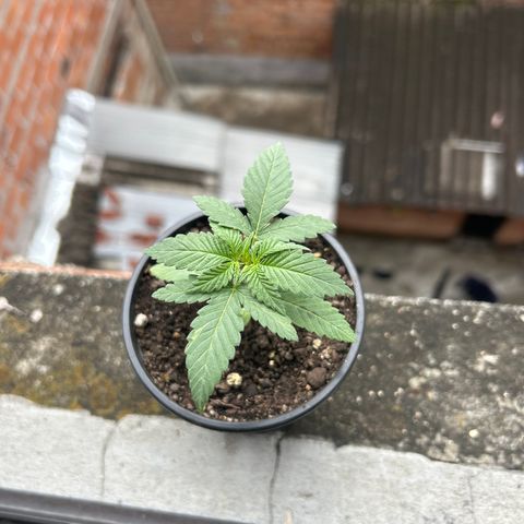 Cherry pie #1 growlog timeline photo