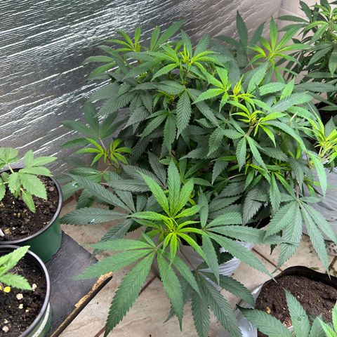 Double Burger   growlog timeline photo